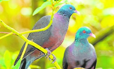 Más de 50 palomas rabiche han nacido ya dentro del Parque Rural de Doramas
