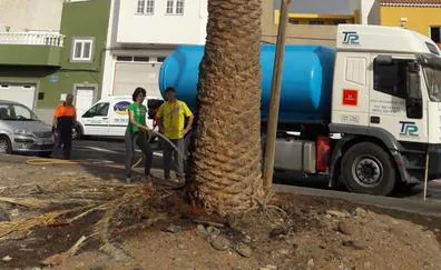 Riego voluntario y popular de palmeras en Sardina de Sur