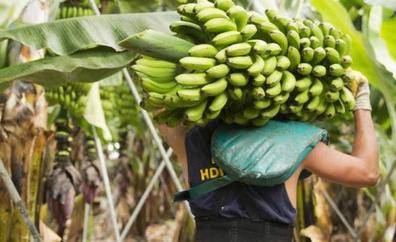 El sector del plátano pedirá subvención a todos los costes de la exportación