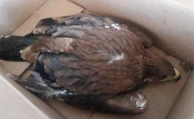 Salvan la vida a tres pollos de águila imperial ibérica