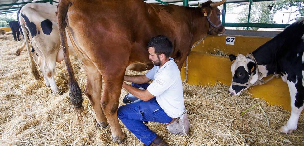 Farmers drown and the Government proposes to increase aid for imported milk