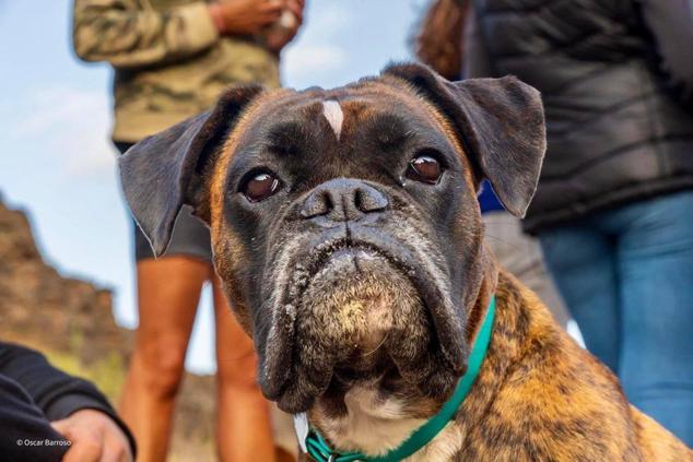 El turismo con mascotas es una tendencia importante en el sector