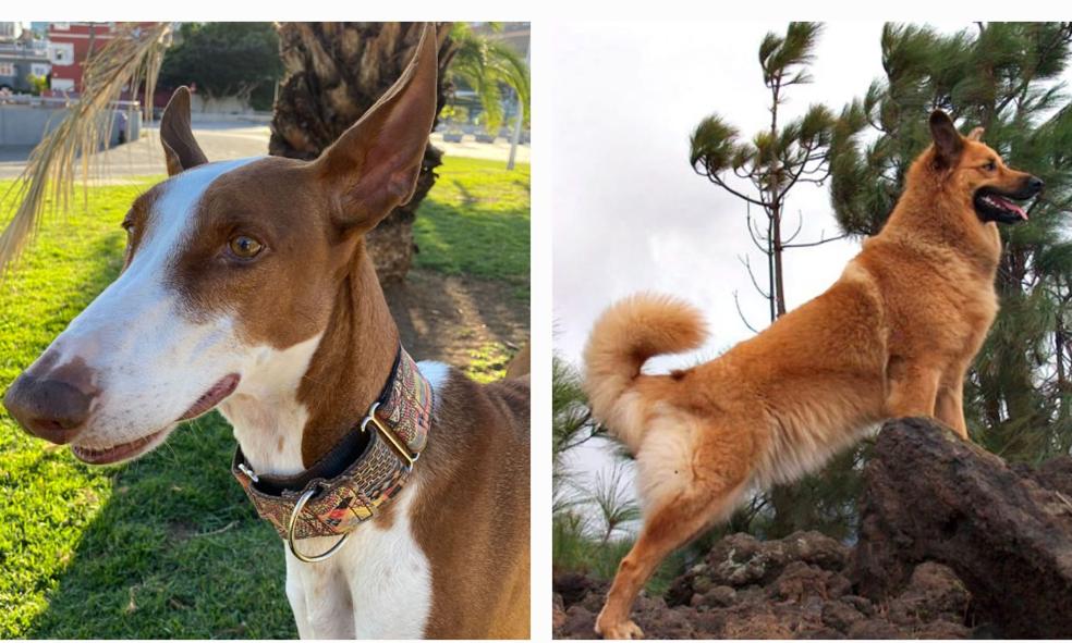 Conoce a las razas de perros autóctonas en Canarias