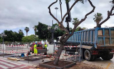 El ayuntamiento inicia el trasplante de los árboles del parque blanco