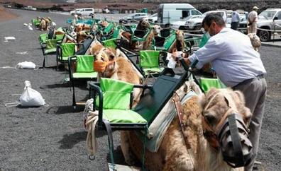 Las nuevas tarifas del paseo en camello, este mismo verano