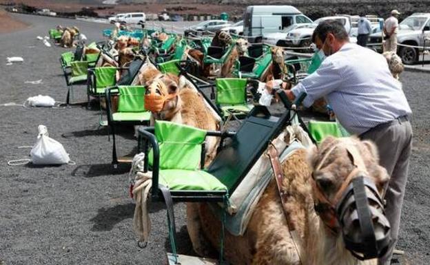 Las nuevas tarifas del paseo en camello, este mismo verano