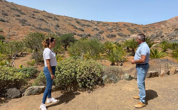 El Cabildo riega una parte del Pinar de Betancuria