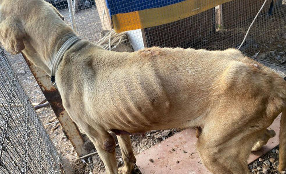 Encuentran a un perro con indicios de maltrato animal