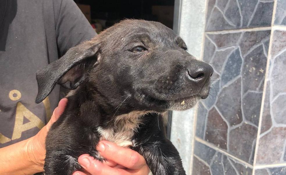 Encuentran a un cachorro agonizando por el calor en un contenedor de basura en Telde