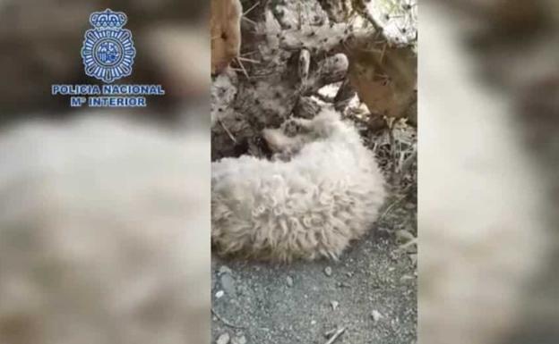 Detenido tras confesar a la Policía que había estrangulado a su perra