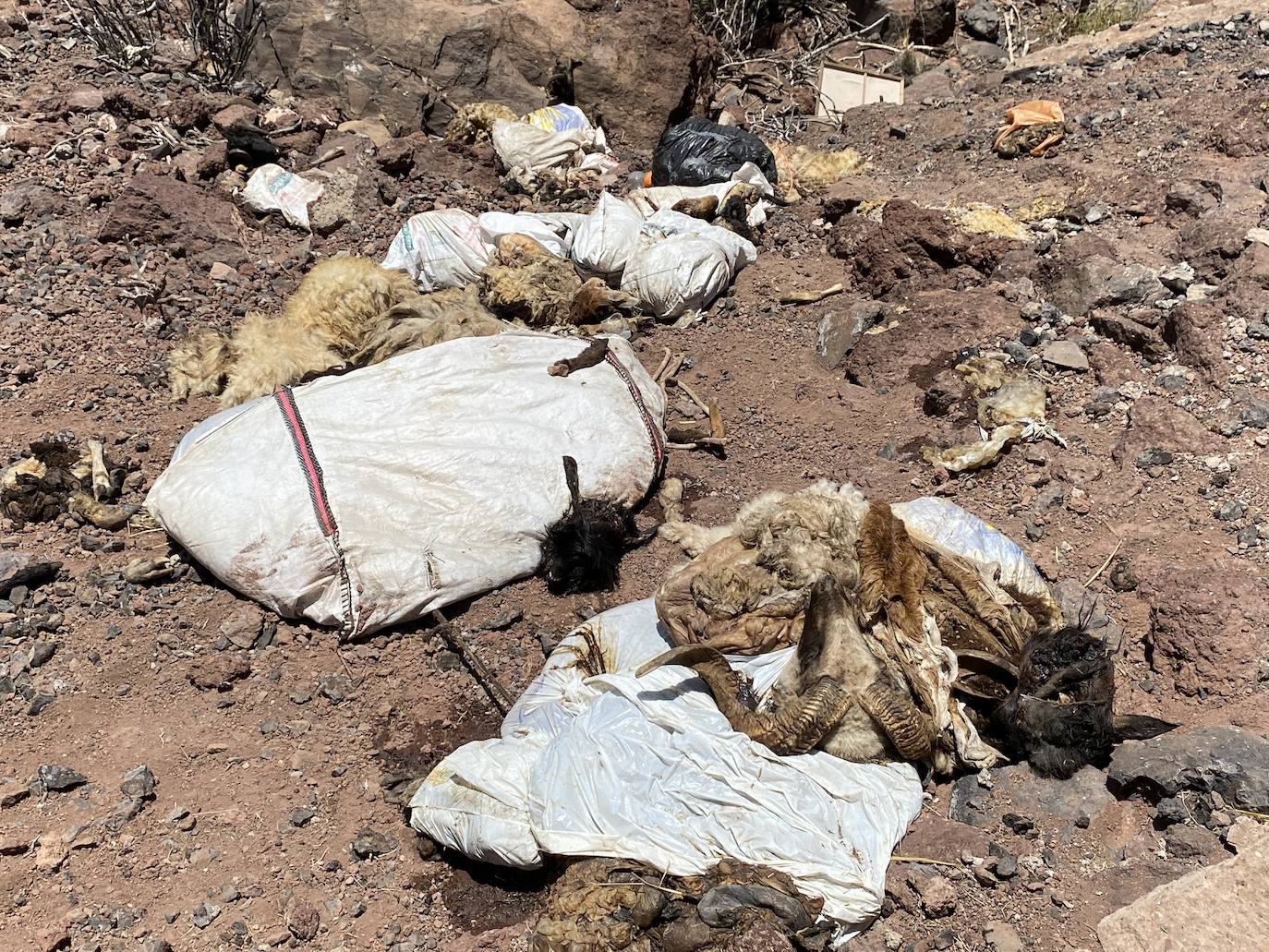 Aparecen vertidos de corderos muertos en Agüimes