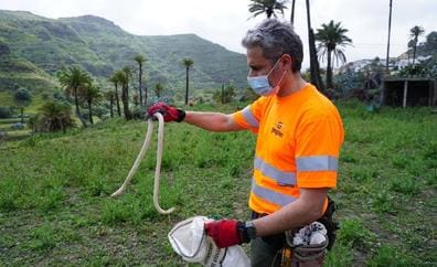 Más de 2.200 culebras capturadas en Gran Canaria en lo que va de año