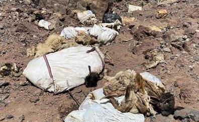 Aparecen vertidos de corderos muertos en Agüimes