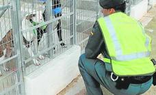 Un perro peligroso muerde a una niña de once meses en Xàtiva