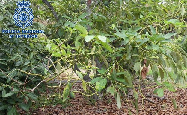 Roban 600 kilos de aguacate en Los Realejos