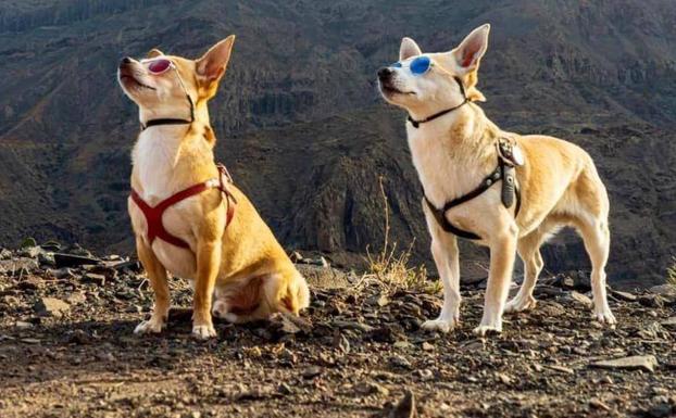 ¿Cuánto cuesta tener un perro?