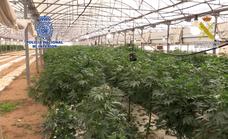 El fraude eléctrico en plantaciones de marihuana se duplica en cuatro años