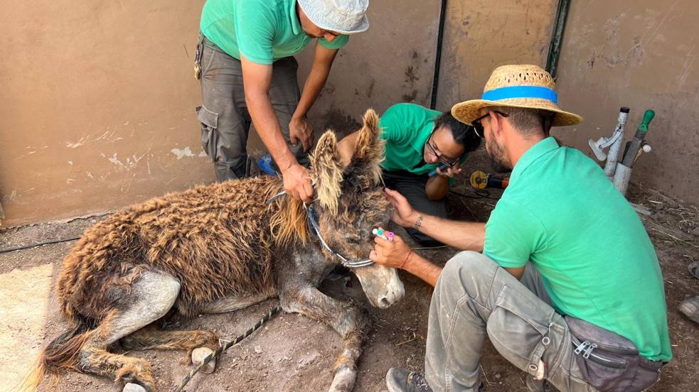 Complejo rescate del burro herido en Fuerteventura