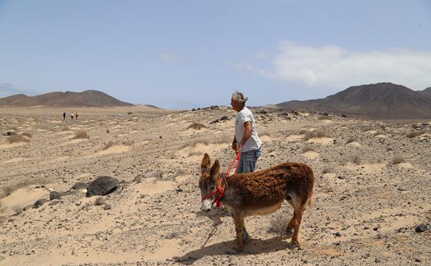 Final feliz tras el complejo rescate de 'Nelson', el burro herido en Punta de Jandía