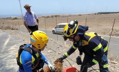 Rescatan a dos perros agonizando en Santa Lucía