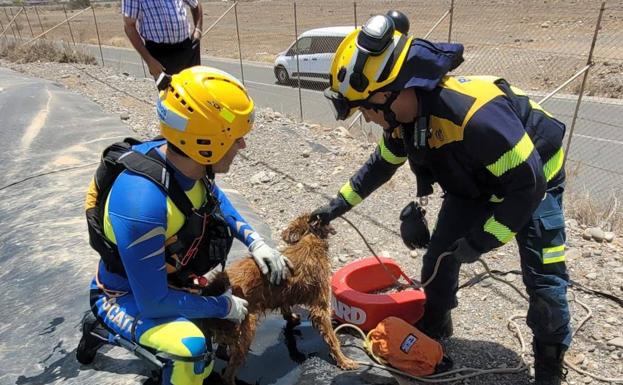 Rescatan a dos perros agonizando en Santa Lucía