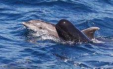 Científicos de la ULPGC plantean una nueva patología en delfines