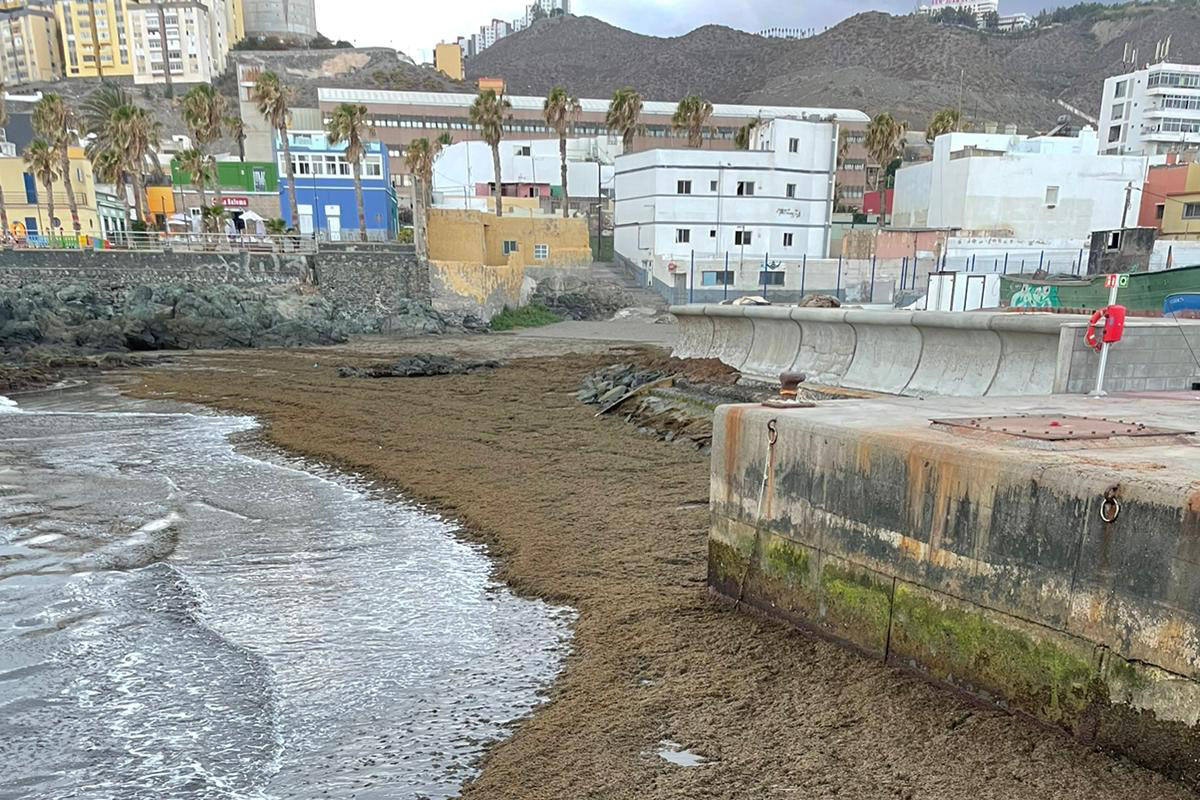 Vigilant before the expansion in the Canary Islands of the new invasive algae