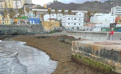 Vigilantes ante la expansión en Canarias de la nueva alga invasora