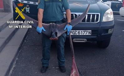 Investigan a un turista por pescar en La Gomera un marlín sin autorización