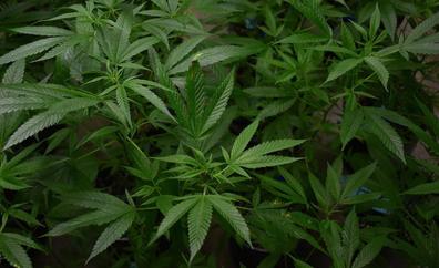 Intervienen 12 kilos de marihuana y 58 plantas en una finca de La Gomera