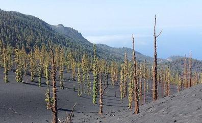 Otro milagro de la naturaleza: los pinos del volcán de La Palma vuelven a reverdecer