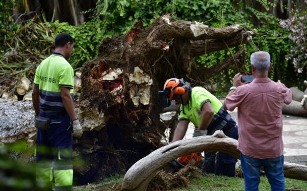 Herido grave tras caerle encima un drago del Parque de las Flores, en Arucas