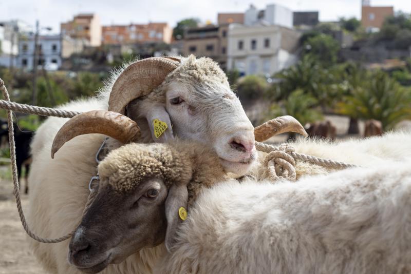 Imagen de archivo de una feria de ganado, en Las Palmas de Gran Canaria. 