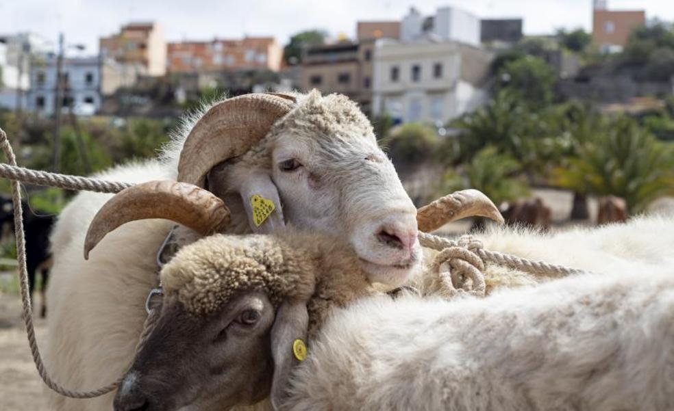 Las claves de la nueva ley de bienestar animal