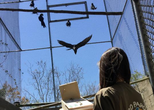 Nace una cría de pareja de guacamayos criados en Loro Parque