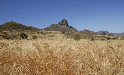 La caza siembra cereales y airea los nacientes de Gran Canaria