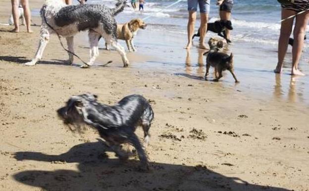 Animalistas exigen ir a la playa con perros pues «son miembros de la familia»