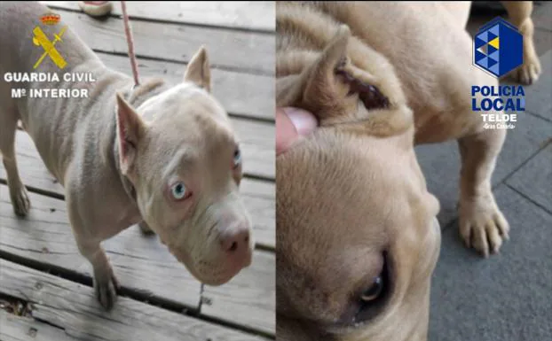 Photos of two dogs with mutilated ears. 