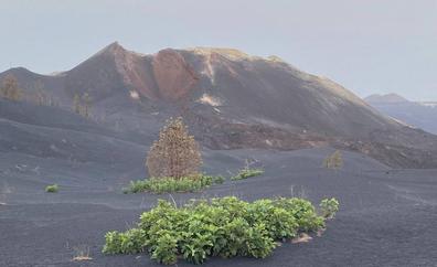 Higueras y castaños renacen por sorpresa al borde del volcán
