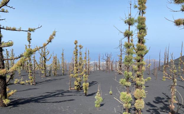 Pine trees sprouting near the volcanic cone. 
