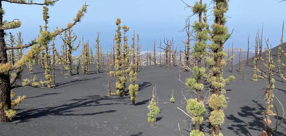 Not all the pines that sprouted next to the volcano will survive