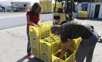 La vendimia superará los vaticinios, con 1,9 millones de kilos de uva