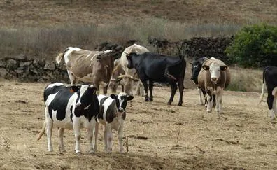 El sacrificio de vacas aumenta en Canarias un 40% ante la dificultad de alimentar a los animales