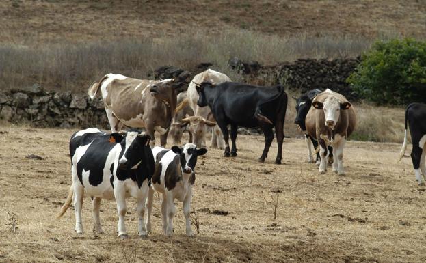 El sacrificio de vacas aumenta en Canarias un 40% ante la dificultad de alimentar a los animales