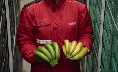 SPAR certifica su proceso de maduración controlada del plátano de Canarias