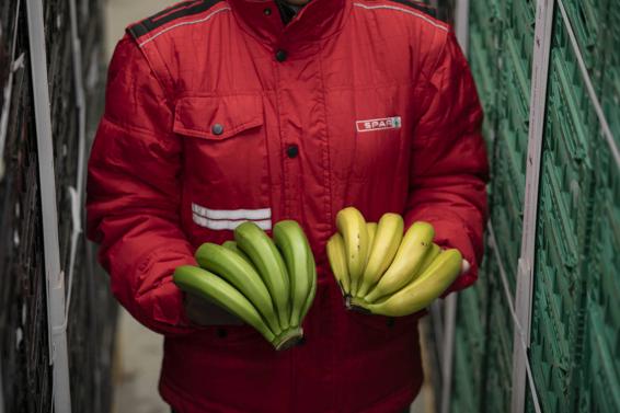 SPAR certifica su proceso de maduración controlada del plátano de Canarias