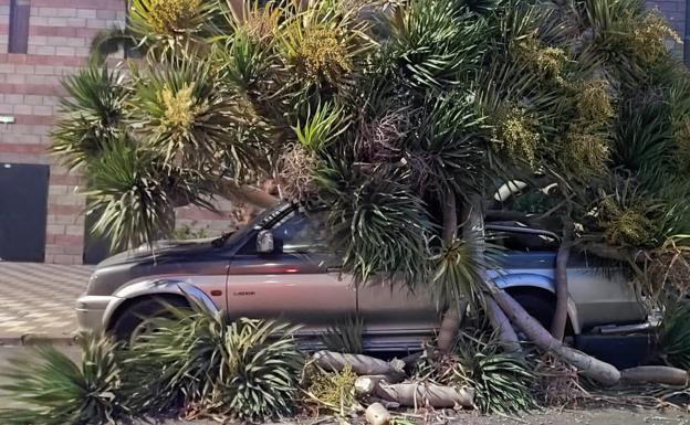 Susto en Agüimes tras desplomarse un drago sobre un coche