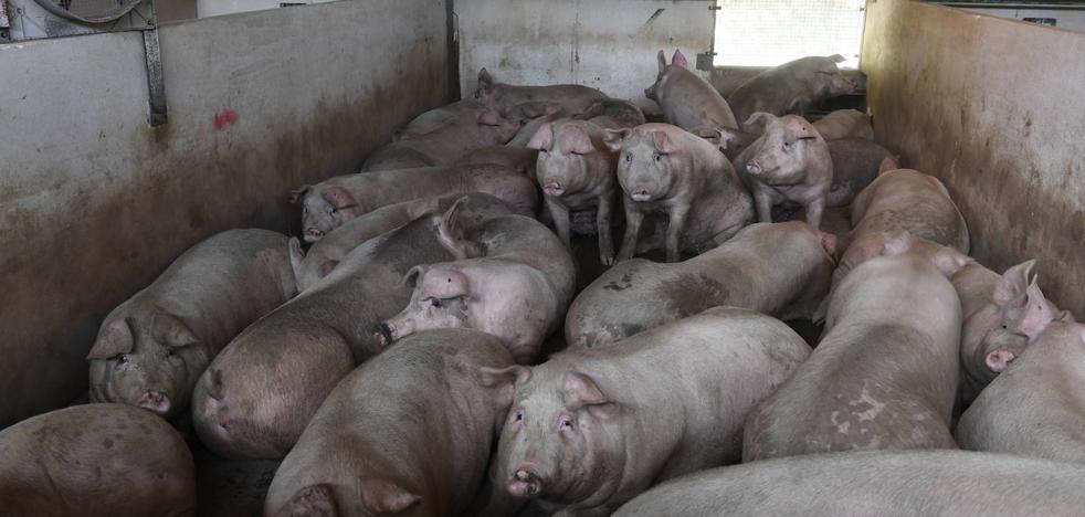The slaughterhouses will have cameras to guarantee the good treatment of the animals