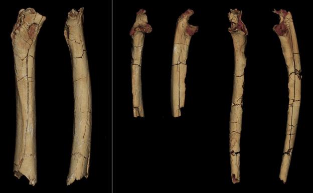 El fémur de nuestro antepasado más antiguo confirma que era bípedo