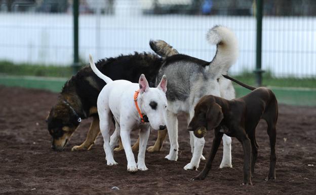 Cómo detectar un golpe de calor en perros y qué hacer para evitarlo
